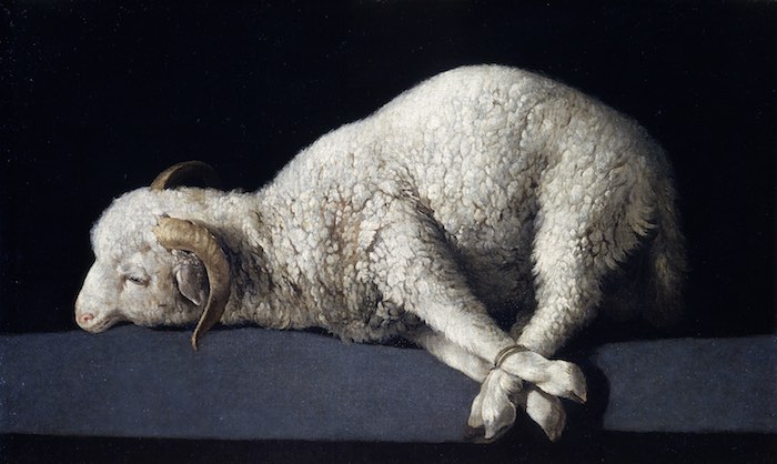 Sacrifice Lamb color web